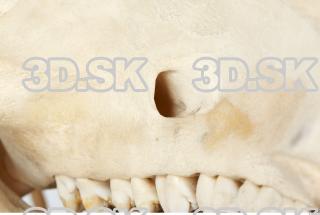 Skull Boar - Sus scrofa 0045